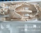 人体骨骼模型 四肢可活动医用教学模型有支架 骨架模型多规格